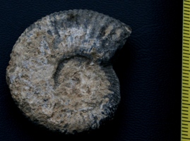 Ammonite  - Crétacé ? -  04 Alpes de Haute Provence ()
